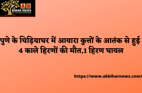 पुणे के चिड़ियाघर में आवारा कुत्तों के आतंक से हुई 4 काले हिरणों की मौत,1 हिरण घायल