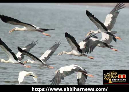  जलवायु खतरों के कारण सूरजपुर पक्षी विहार में विदेशी चिड़ियों के आगमान का पैटर्न बदला