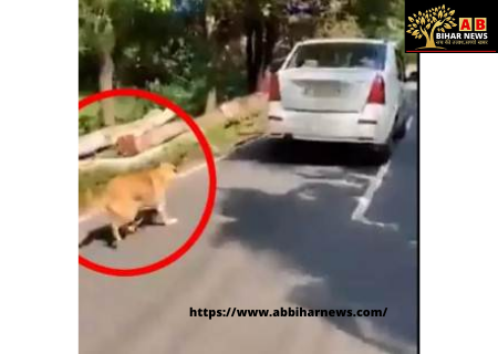  कजाकिस्तान में दिखी हैवानियत, कुत्ते को कार से बांधकर पूरे शहर में घसीटा, आरोपी हुआ फरार