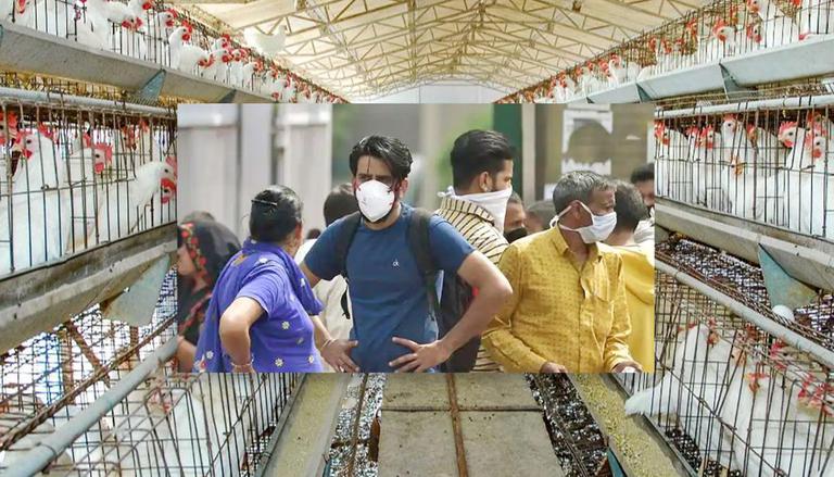  देश में बर्ड फ्लू से पहली मौत, AIIMS में 11 साल के बच्चे ने तोड़ा दम