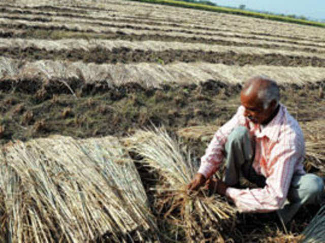  बिहार : भोजपुर में शुरू की गई पुआल से चारा प्रबंधन कार्यक्रम, किसानों को 2 हजार से 24 सौ रुपये का लाभ