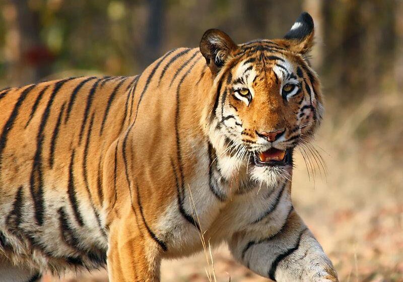  International Tiger Day: बिहार में बाघों की संख्या बढ़कर हुआ 67