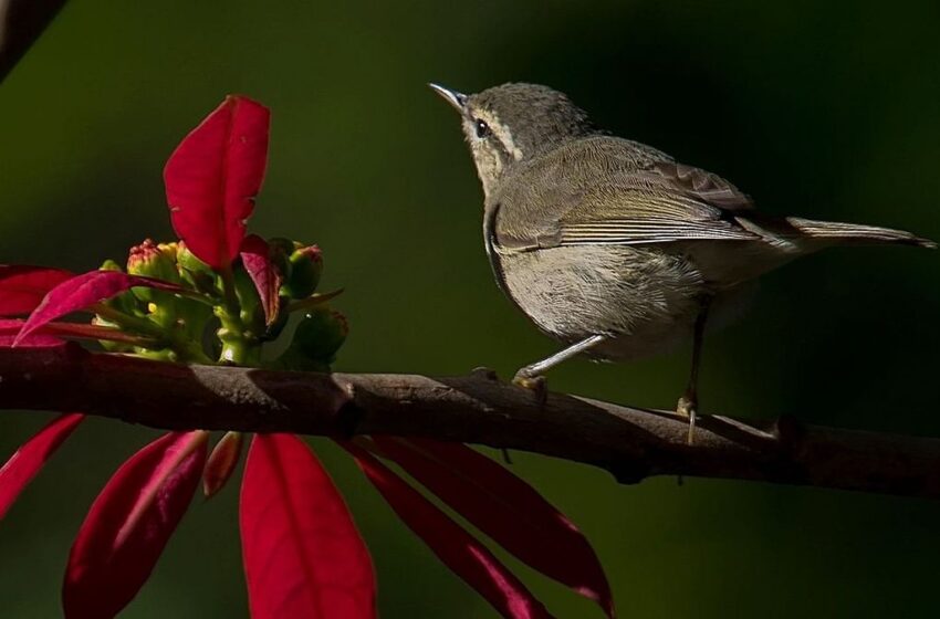  Tytler’s Leaf Warbler: बिहार में पहली बार देखा गया दुर्लभ ‘टाइटलर लीफ वार्बलर’ पक्षी