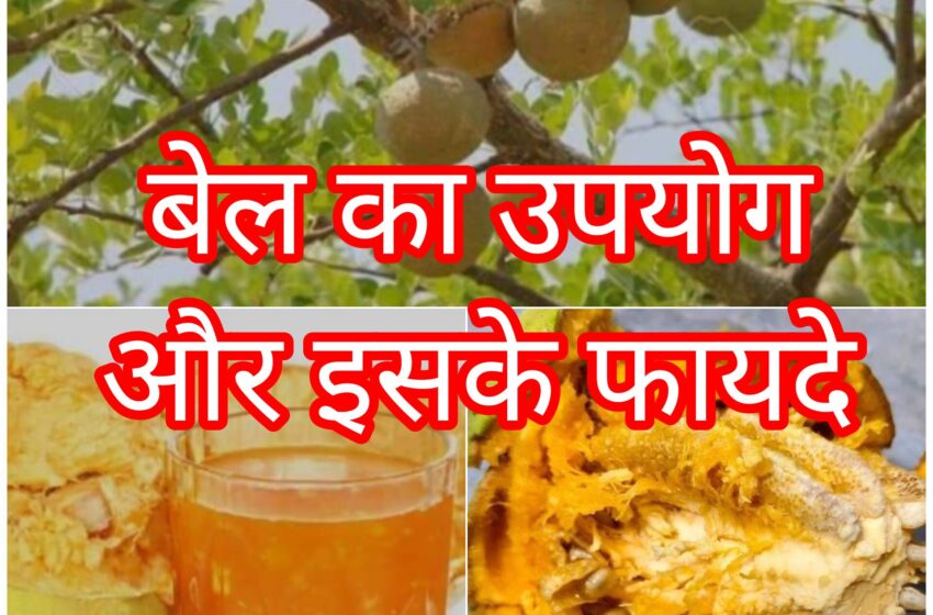  चिलचिलाती गर्मी में दैवीय फल बेल के अनेक फायदे…..